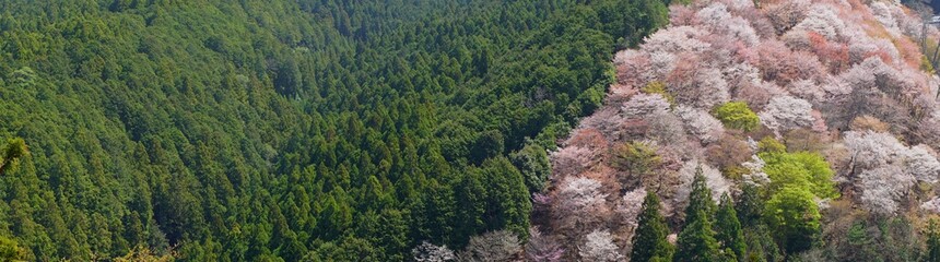 Yoshinoyama sakura cherry blossom . Mount Yoshino in Nara Prefecture, Japan's most famous cherry blossom viewing spot - 日本 奈良 吉野山の桜