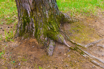 the root system of the tree
