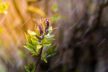 green leaf buds on lilac branch with blurry green background