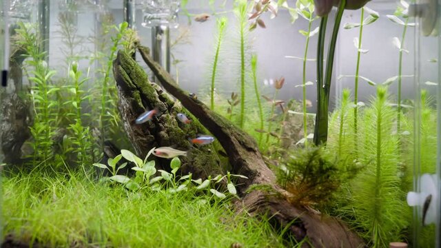 4K cinematic view of a men hand doing plant trimming on fresh water aquascape aquarium with aquatic plants,  and hardscape 