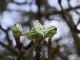 leaf buds on a tree branch  © Rafał Rudzki