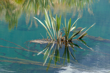 Vegetation at Mirror Lake