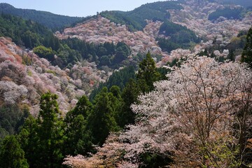 Pink Sakura Cherry Blossom on Mt. Yoshino or Yoshino-yama in Nara, Japan's Most Famous Cherry...