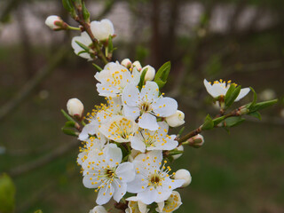 Obraz premium white flowers and buds on a fruit tree 