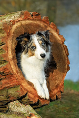 
Portrait of a cute Border Collie, blue merle with copper and white, lying in a hollowed tree log