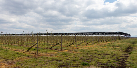 Apple trees plantation with Granny Smith trees in early spring April, agriculture in Serbia