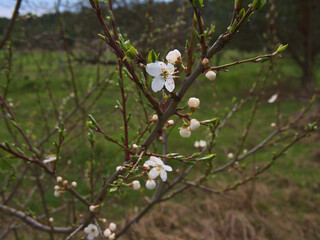 white flowers and buds on a fruit tree 