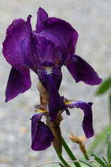 iris
