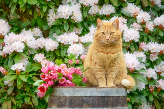 An adorable ginger tabby cat is sitting on a wooden barrel amidst beautiful spring flowers, pink tulips and white Rhododendron, in a garden