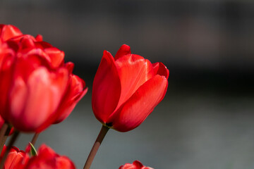 Red tulips against a blurred background