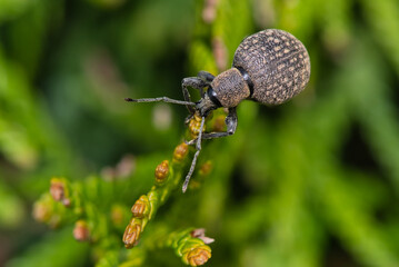 Makroaufnahme eines Dickmaulrüssler welcher gerade die Knospen einer Thuje frisst 