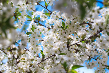 Flowering cherry against a blue sky. Cherry blossoms. Spring background.