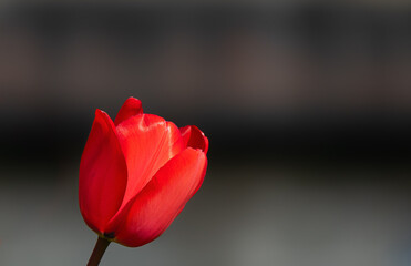 Isolated red tulip on a gray background