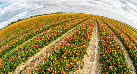 Fish eye view of a field of yellow and red tulips