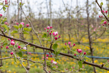 Spring blossom, branch of a blossoming apple tree in orchard