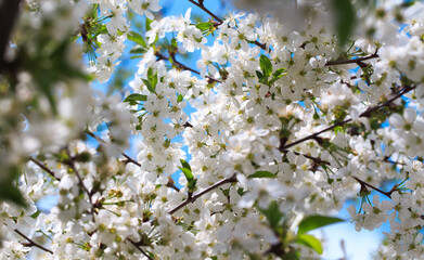 Flowering cherry against a blue sky. Cherry blossoms. Spring background.