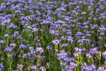 Obraz premium The field is blooming phacelia - a special honey plant for bees