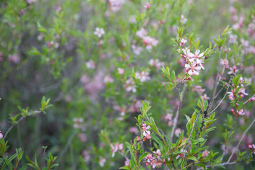 Blooming spring trees in the garden - pink flowers on the branches with green young leaves