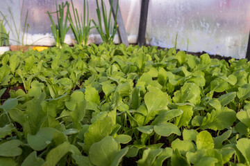 Green radish growing in greenhouse with wet leaves, water drops