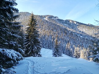 Snowy forests of Slovakia