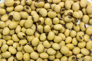 Soy seeds in a petri dish in the lab