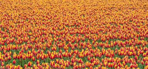 Fototapeta na wymiar A sea of tulips