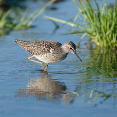 An adult Wood Sandpiper wading in a river, Lesvos, Greece.