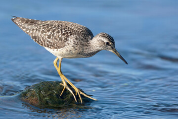 An adult Wood Sandpiper (Tringa glareola), Lesvos, Greece.