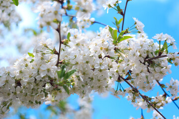 Flowering cherry against a blue sky. Cherry blossoms. Spring background.