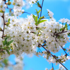 Flowering cherry against a blue sky. Cherry blossoms. Spring background.
