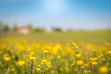 Obraz premium Beautiful view of a countryside with flower meadows and blue sky in background. Spring in the country with nature all around. Outdoors, relax, summer, natural concept. Crocodile view of yellow flowers
