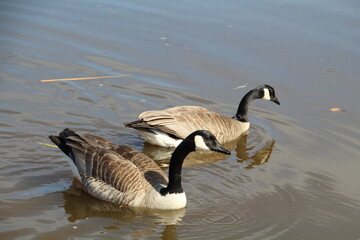 Geese On The Lake, Gold Bar Park, Edmonton, Alberta