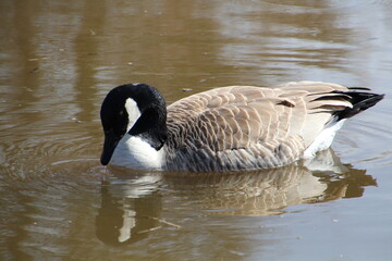 Goose Drinking, Gold Bar Park, Edmonton, Alberta