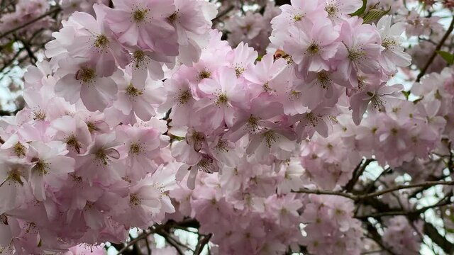 Bl&uuml;te einer Zierkirsche. Nahaufnahme.