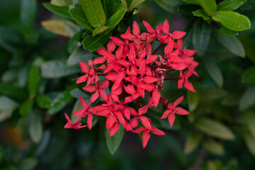 Red Ixora flowers on the tree. for nature background.
