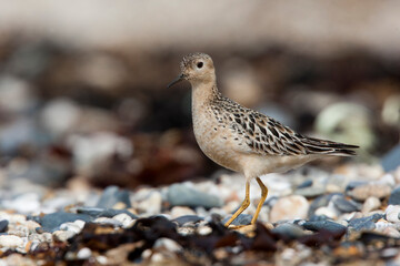Juvenile Buff-breasted Sandpiper, Marazion beach, Cornwall UK.