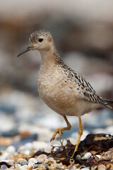 Juvenile Buff-breasted Sandpiper, Marazion beach, Cornwall UK.