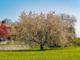 Spring Tree