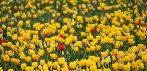 A sea of tulips