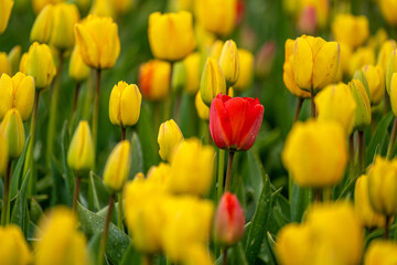 Red tulip in a field of yellow ones