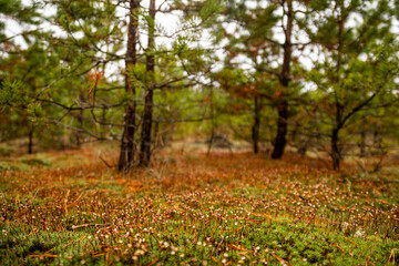 Naklejka premium forest moss with grass on a blurred background of the autumn forest.