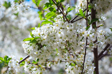 Flowering cherry against a blue sky. Cherry blossoms. Spring background.