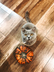 cat and pumpkin