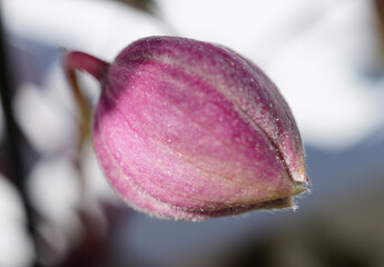 Clematis kurz vor der Blüte
