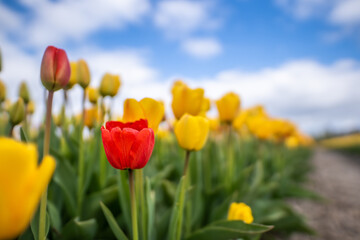 Low angle shot of red and yellow tulips