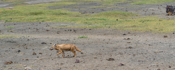 Jackal walking at the Ngorongoro Conservation Area
