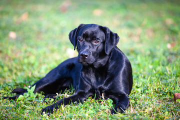 big black dog labrador retriever in nature