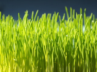 Organic Wheatgrass for Cat and Kitten