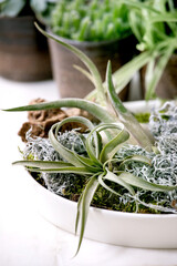 Tillandsia air and different succulent plant in ceramic pots