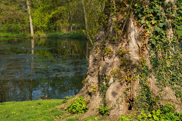 The trunk of a large tree overgrown with climbing plants on the bank of the pond.